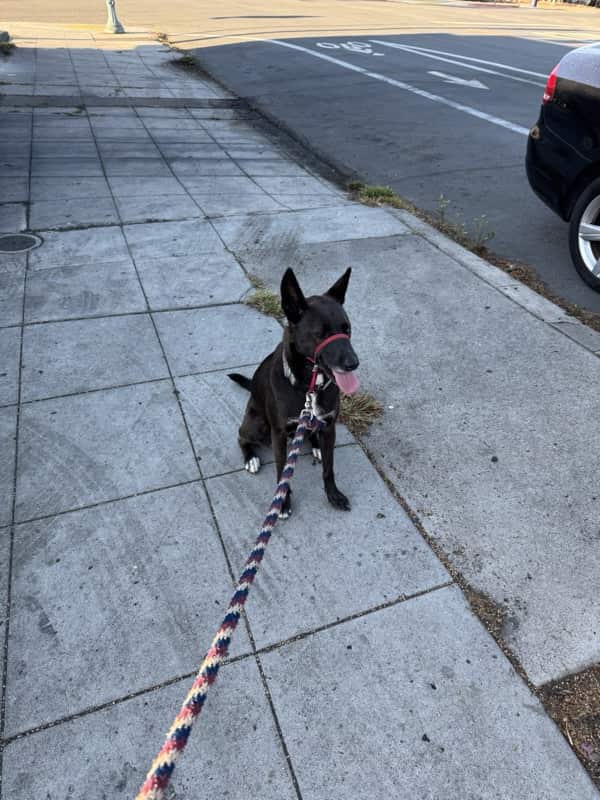 A picture of a black dog named Bowie sitting, taken on August 30 2025 at 7:35 am